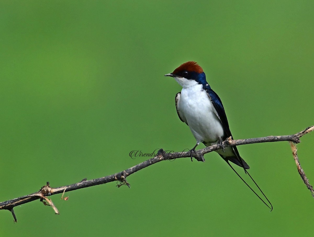 Wire-tailed Swallow - Virendra Gupta