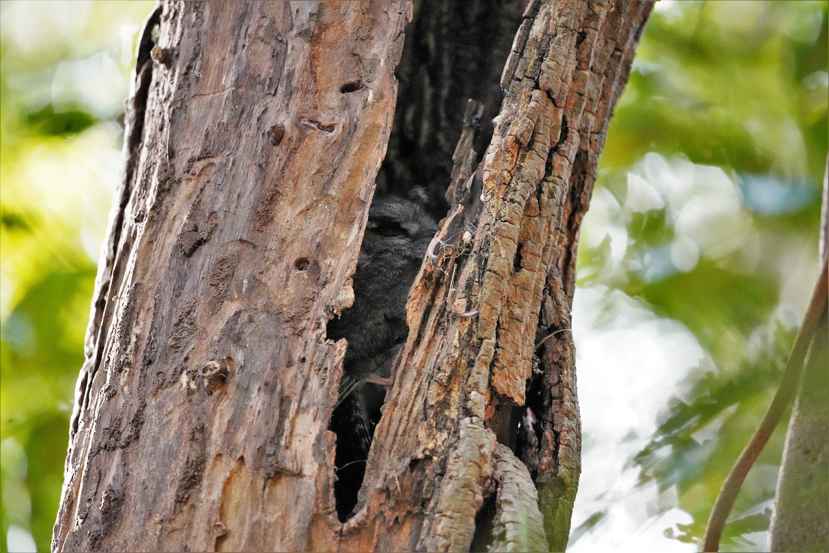 Australian Owlet-nightjar - ML606477861