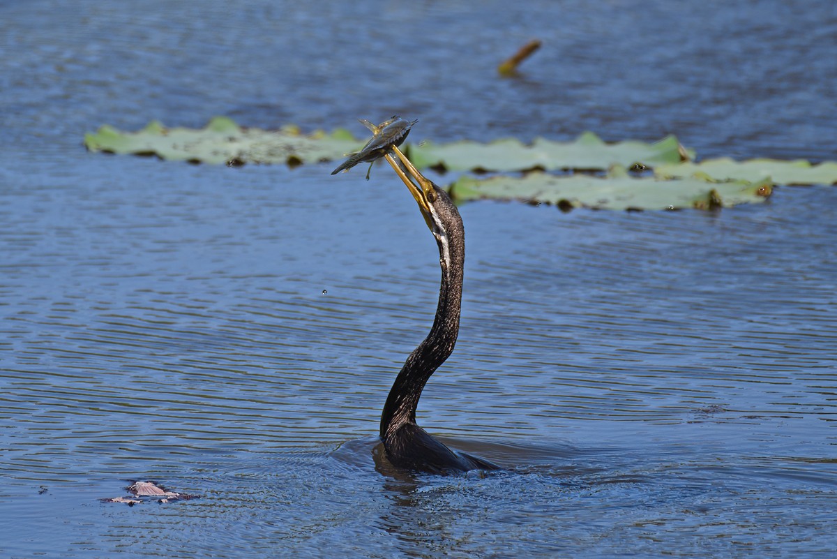 anhinga australská - ML606478631