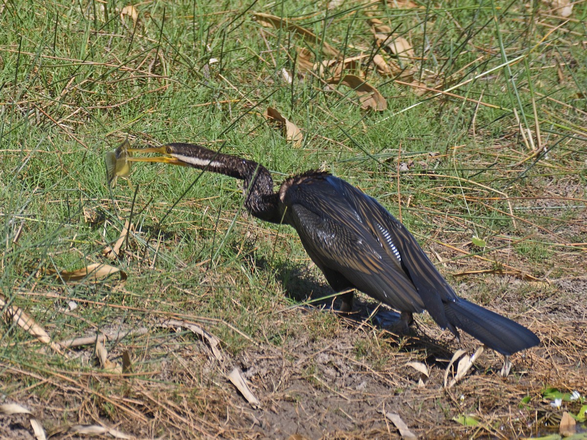 Austral-Schlangenhalsvogel - ML606478641