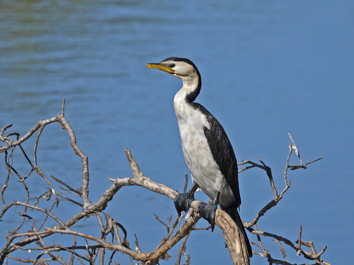 Little Pied Cormorant - ML606478671