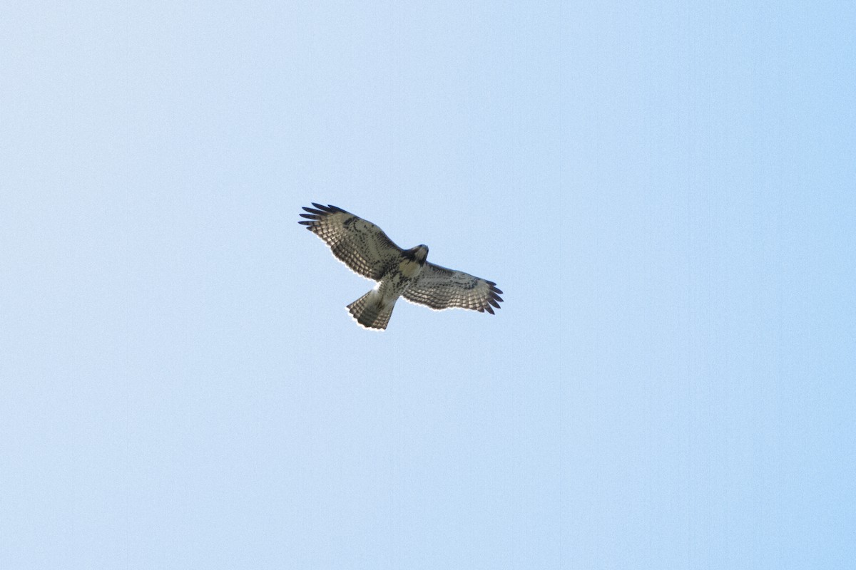 Red-tailed Hawk - Nick Hoffmann