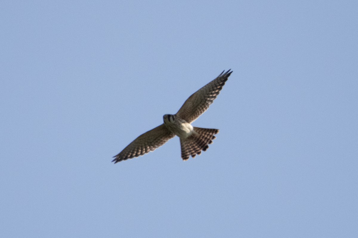 American Kestrel - ML606479181