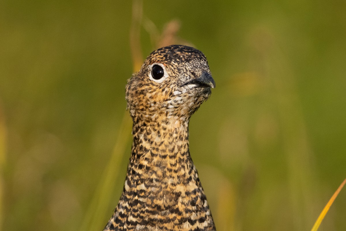 Rock Ptarmigan - Nick Hoffmann