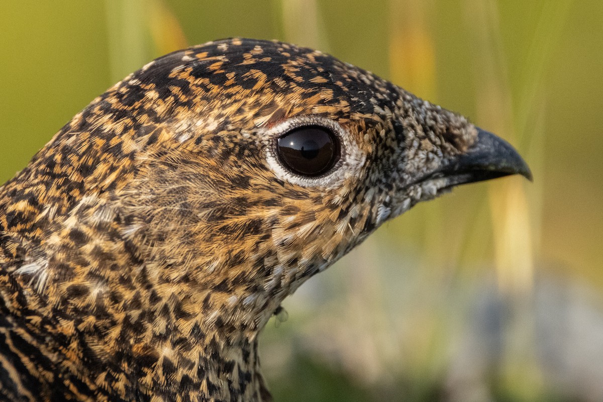 Rock Ptarmigan - Nick Hoffmann