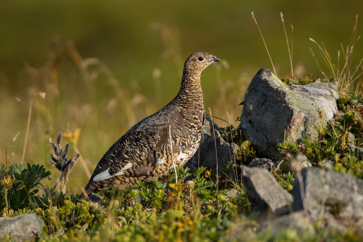 Alpenschneehuhn - ML606479341