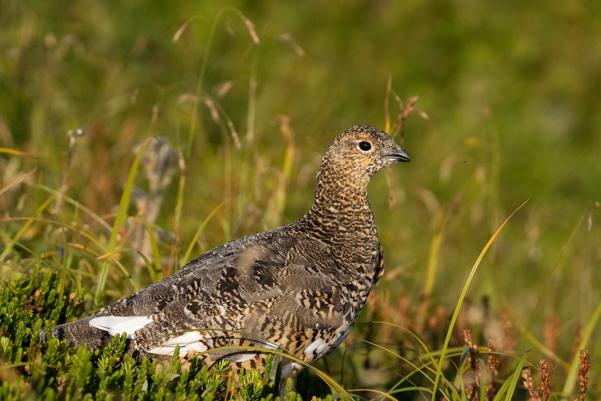 Rock Ptarmigan - Nick Hoffmann