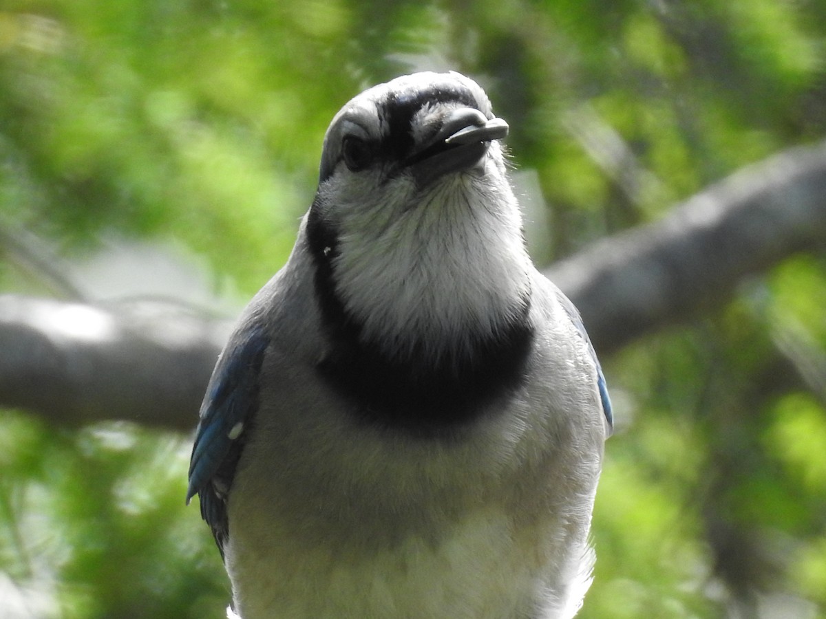 Blue Jay - ML60647951