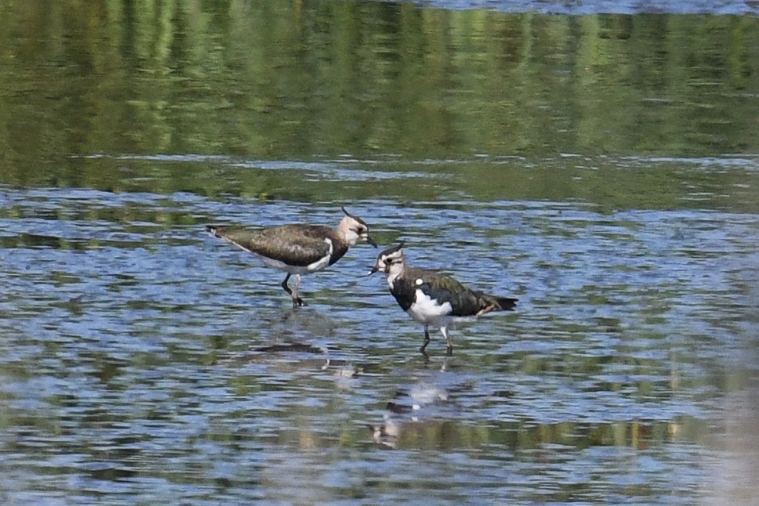 Northern Lapwing - ML606479521