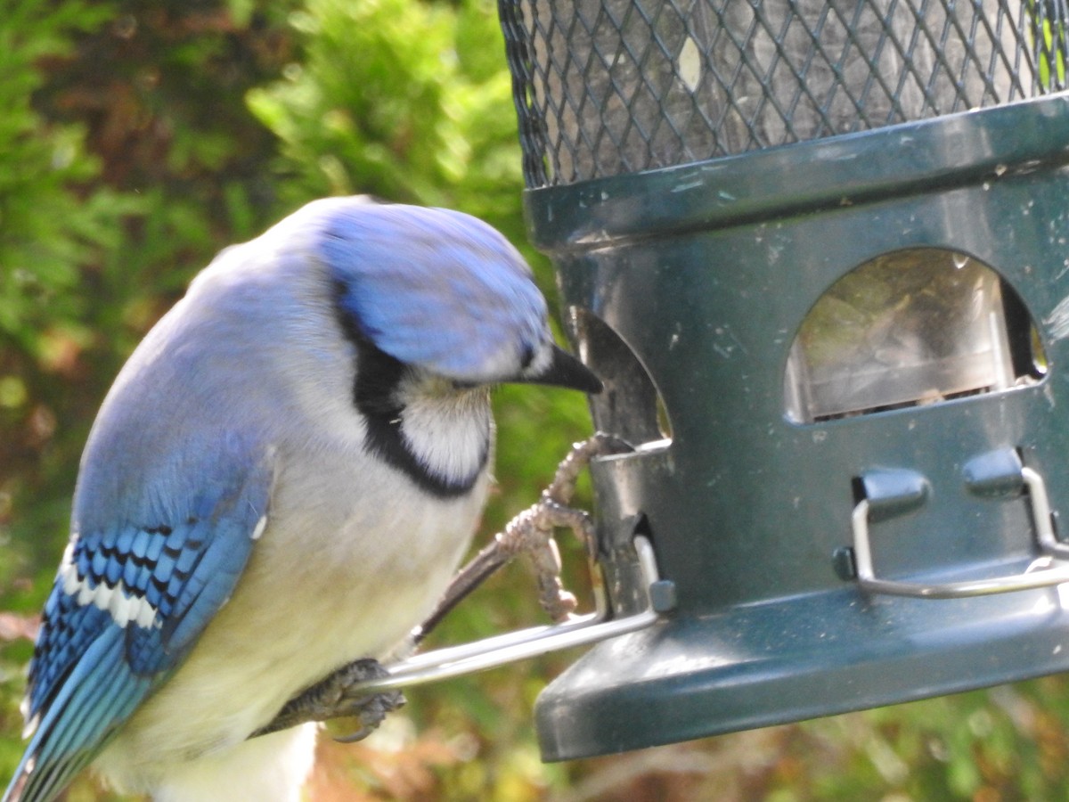 Blue Jay - ML60647971