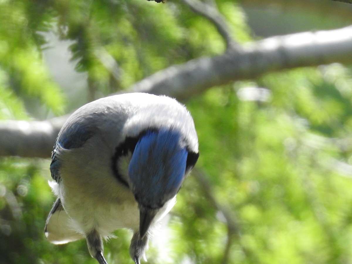 Blue Jay - ML60647991