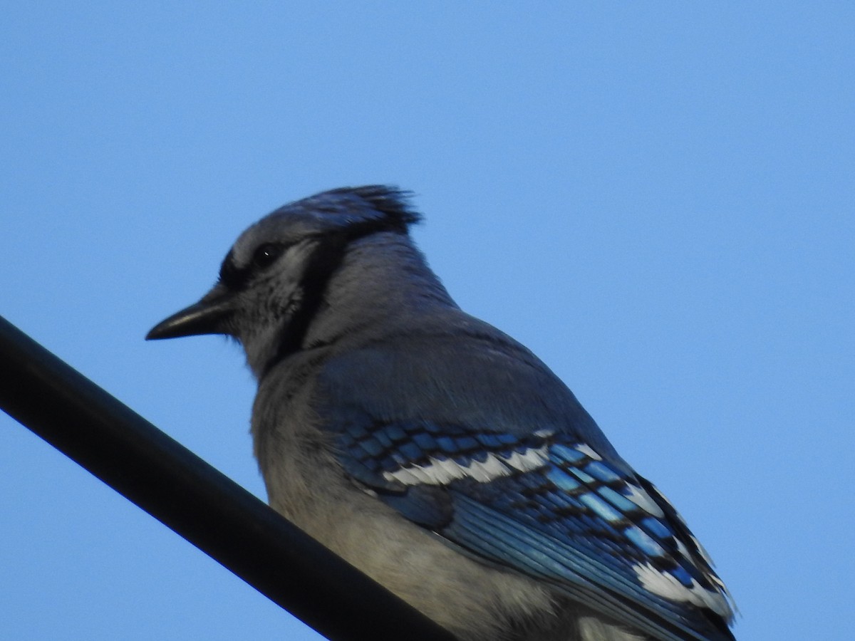 Blue Jay - ML60648001