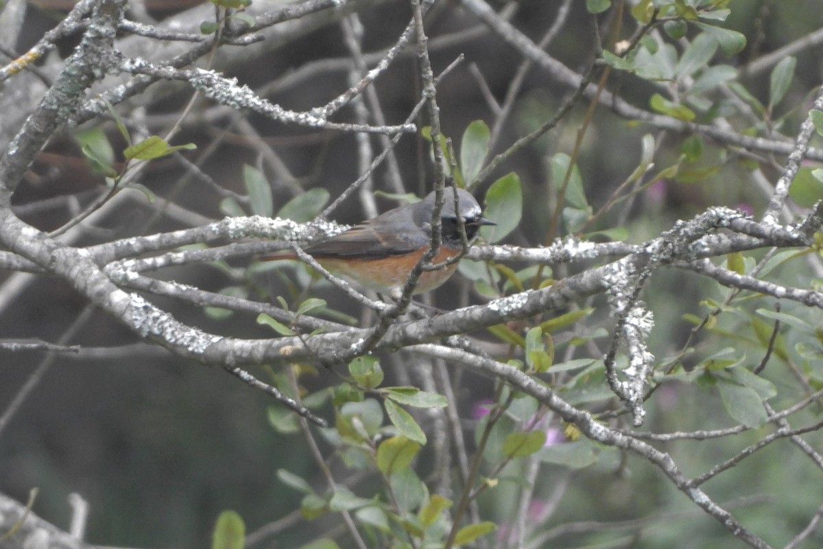 Common Redstart - ML606480341