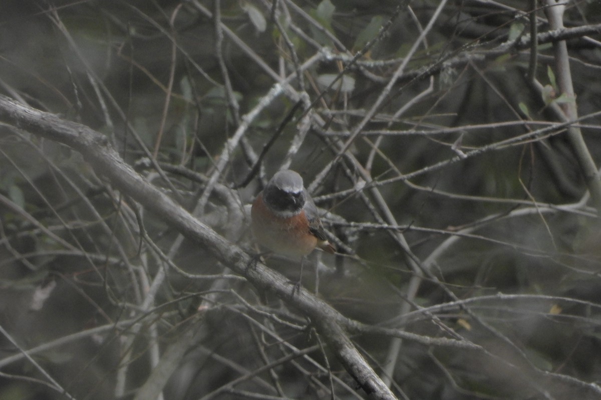 Common Redstart - Aitor Zabala