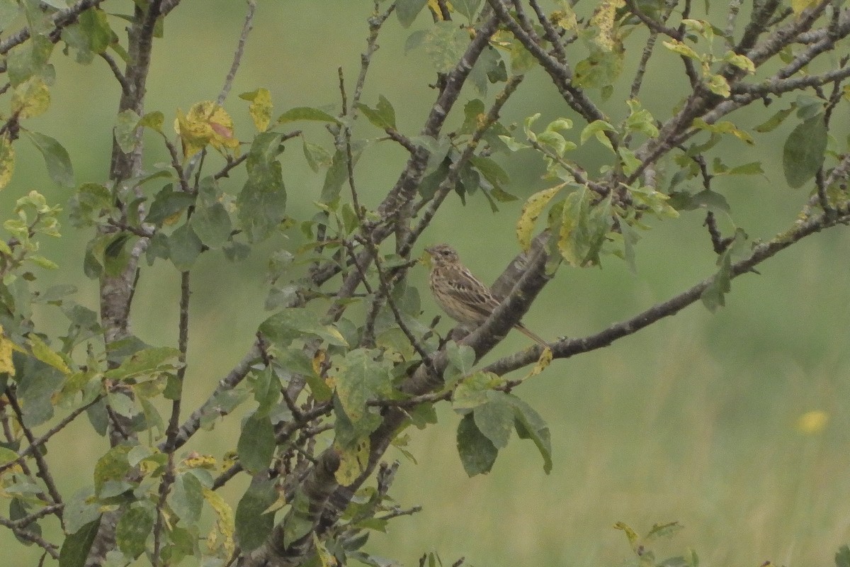 Tree Pipit - ML606480361