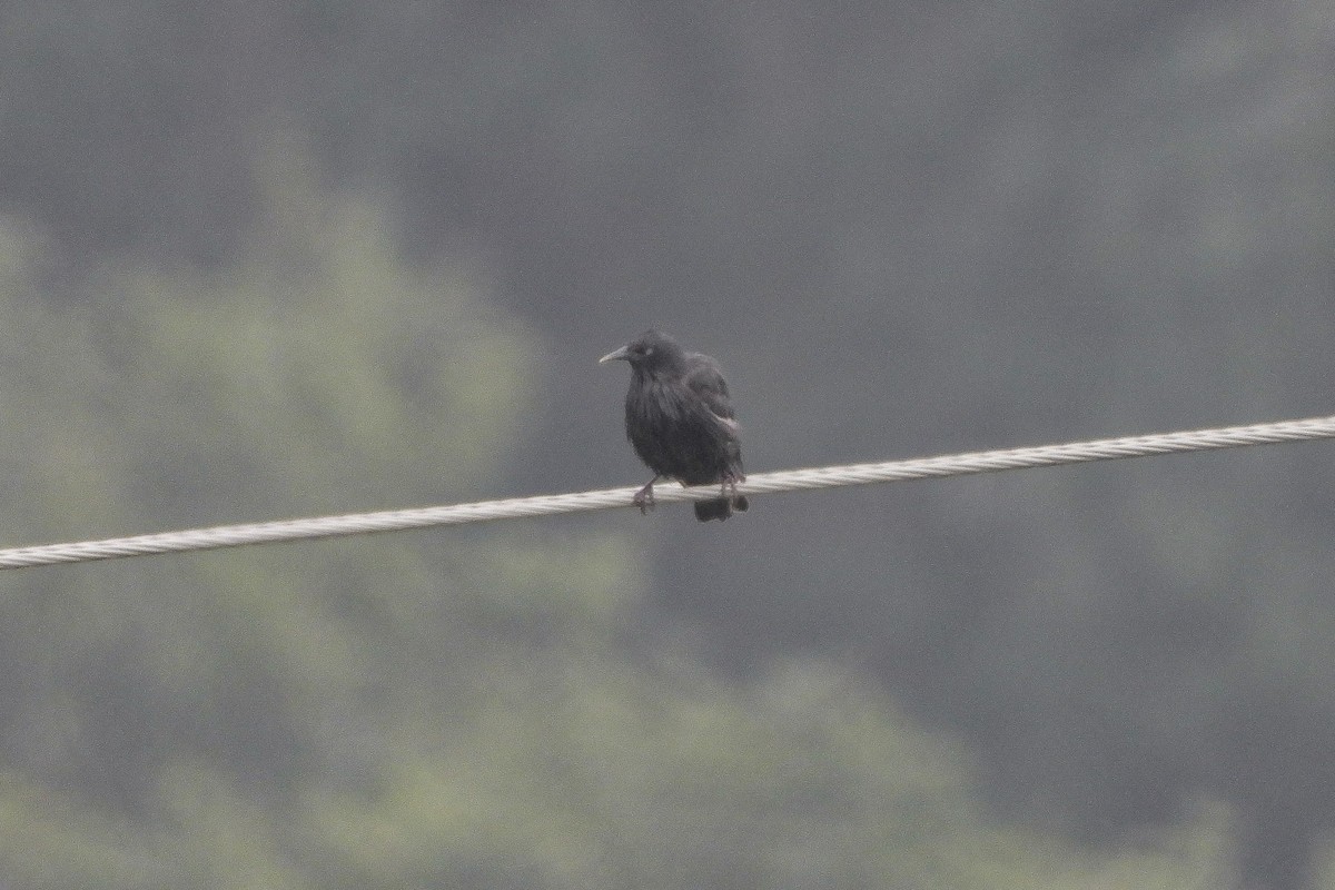 Spotless Starling - ML606480431