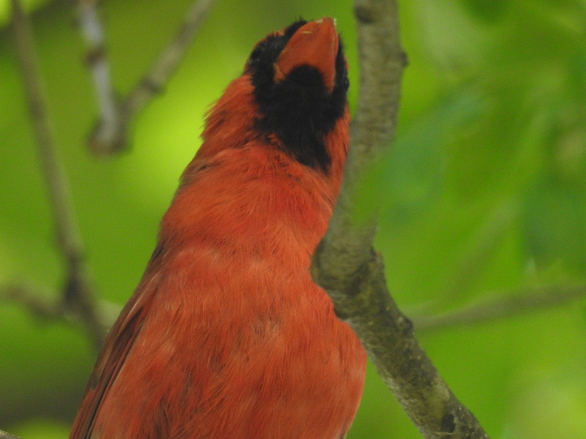 Northern Cardinal - ML60648081