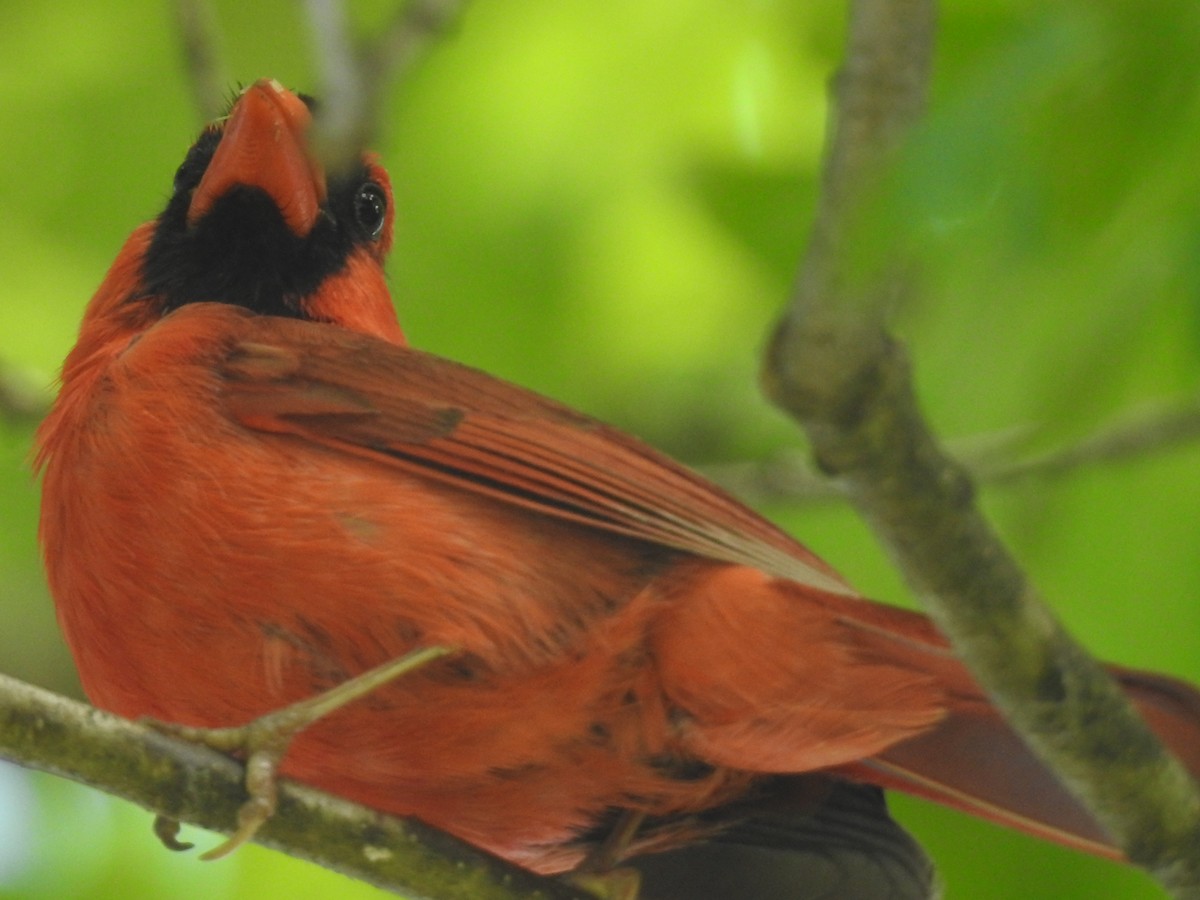 Northern Cardinal - ML60648091