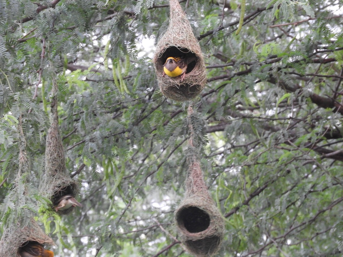 Baya Weaver - Sharad Apte