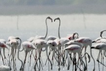 Greater Flamingo - Sander Kruse
