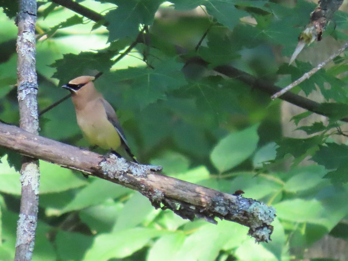 Cedar Waxwing - Sue and Tom Santeusanio