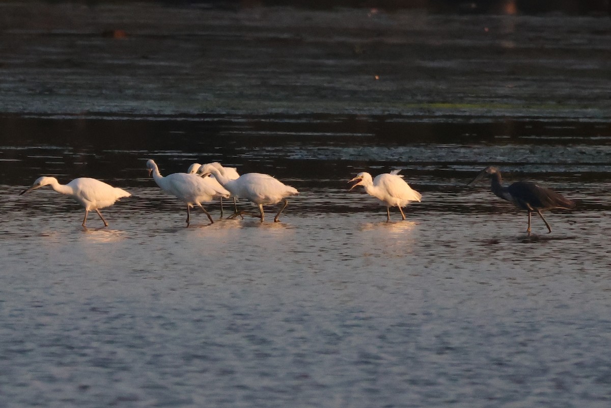 Little Blue Heron - ML606481851