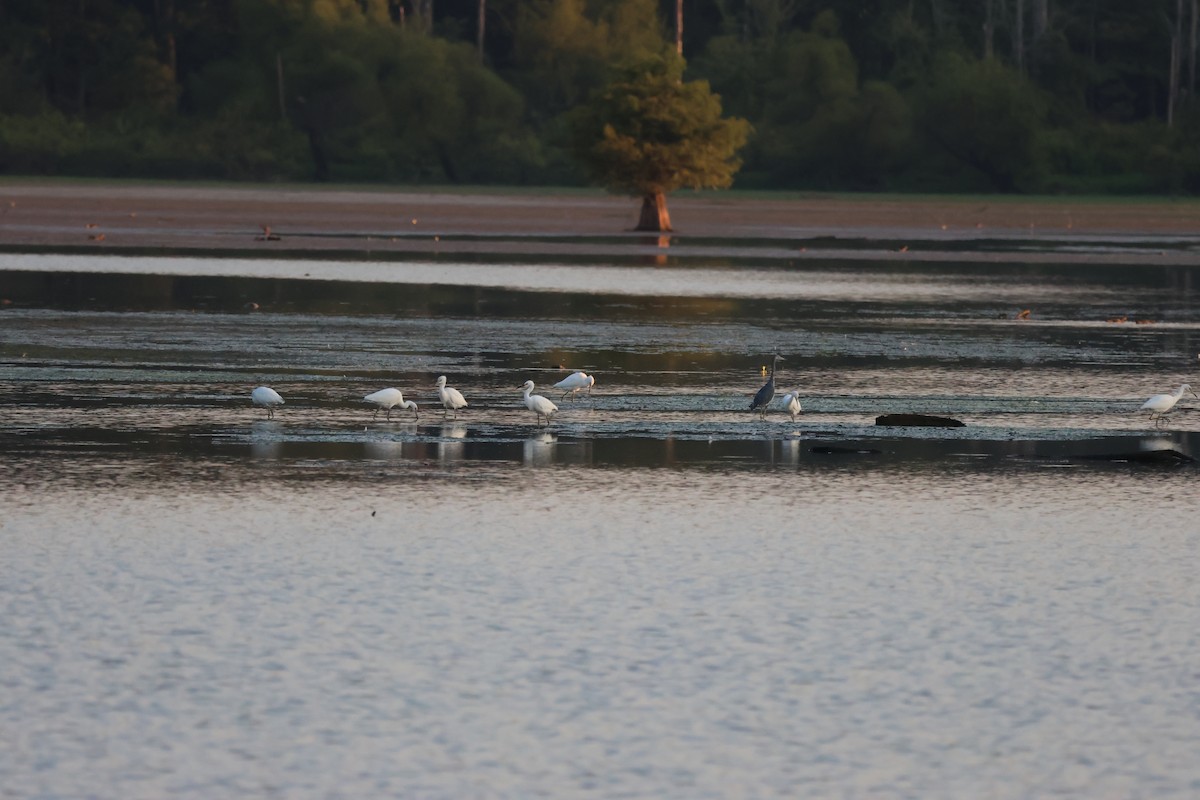 Little Blue Heron - ML606481871