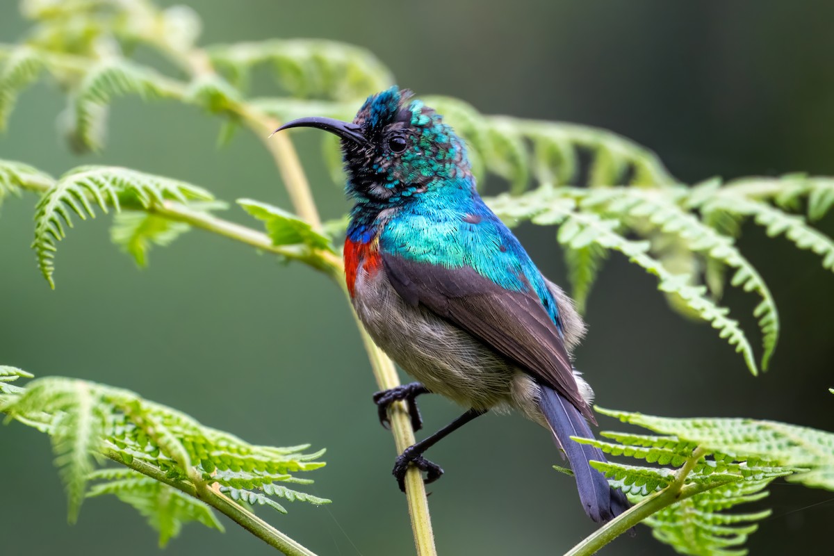 Eastern Double-collared Sunbird - ML606482841