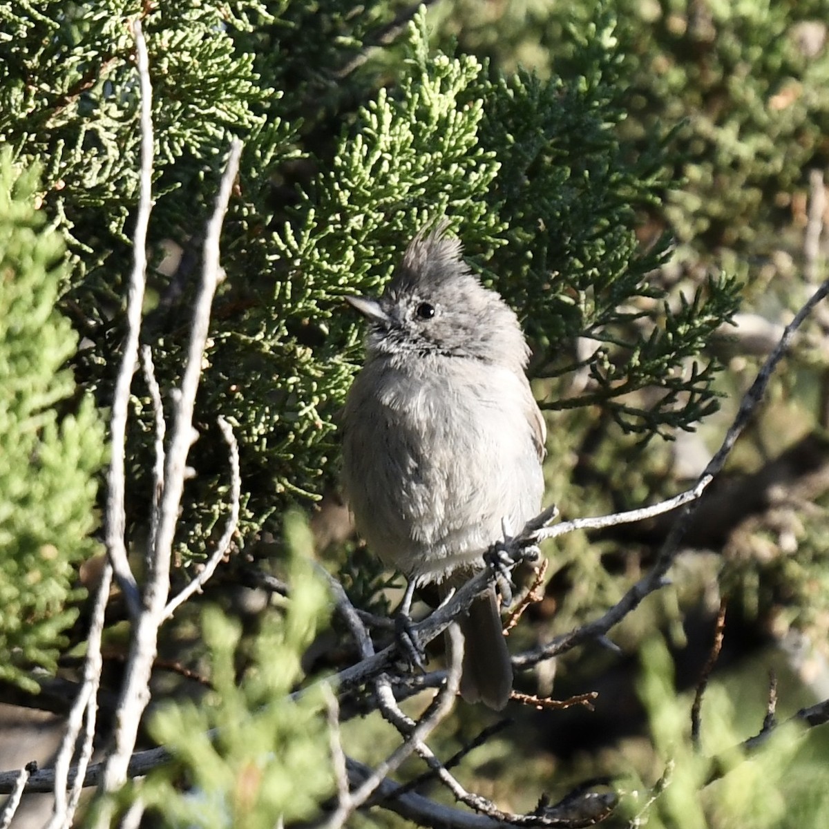 Juniper Titmouse - ML606483311