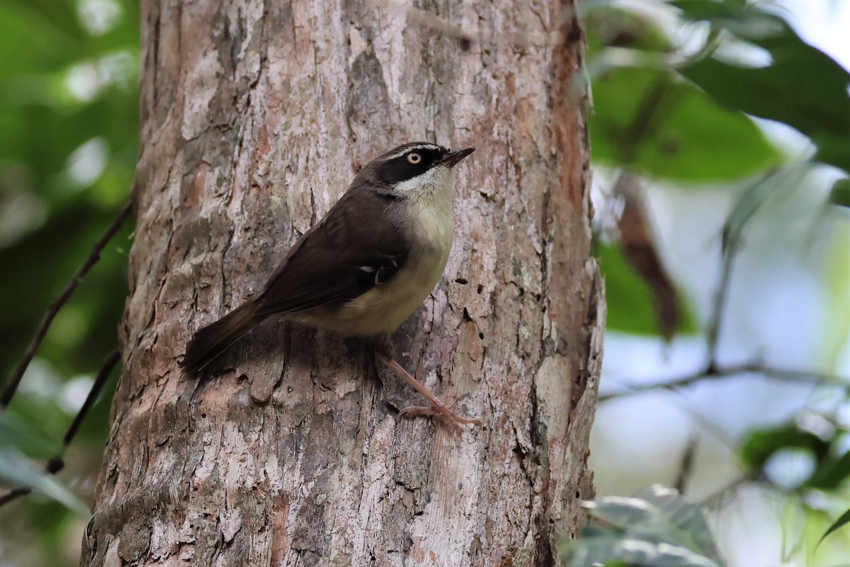 Weißbrauensericornis (laevigaster) - ML606483831