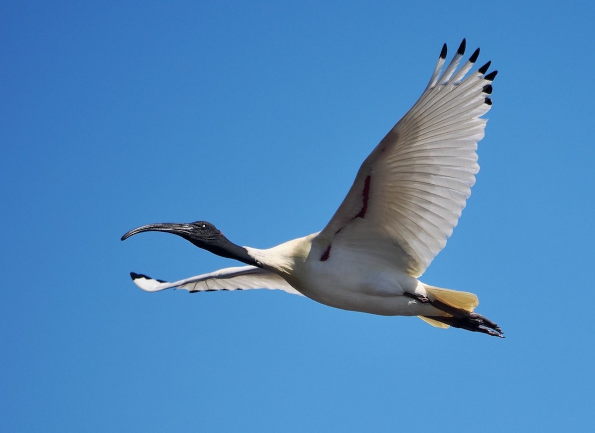 Australian Ibis - ML606486701