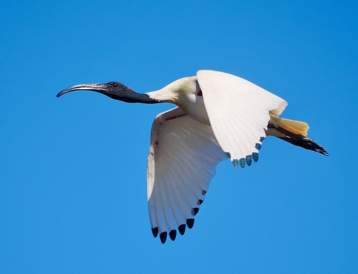 Australian Ibis - ML606486761