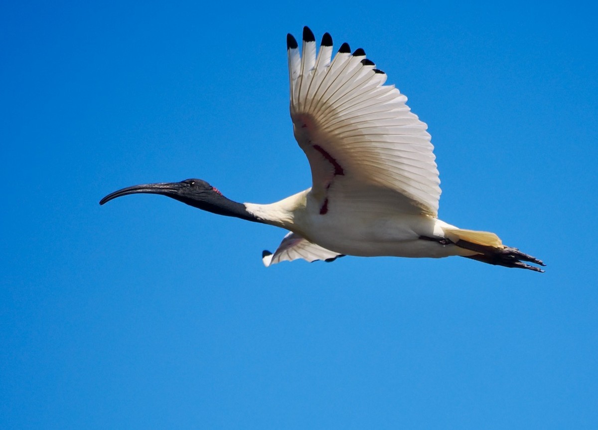 Australian Ibis - ML606486771