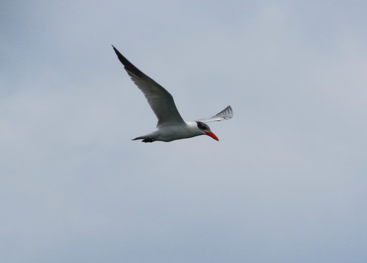 Caspian Tern - ML606487081