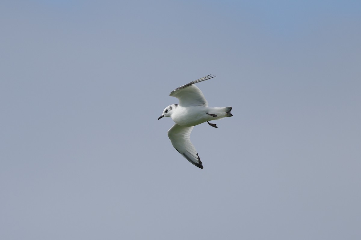 Gaviota Tridáctila - ML606487421