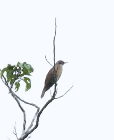 Long-billed Cuckoo - ML606487591