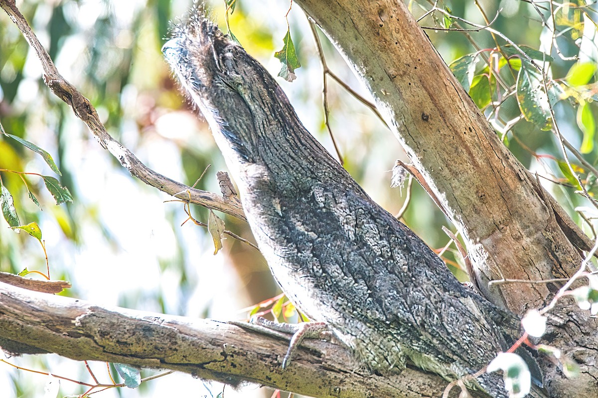 Tawny Frogmouth - Alfons  Lawen