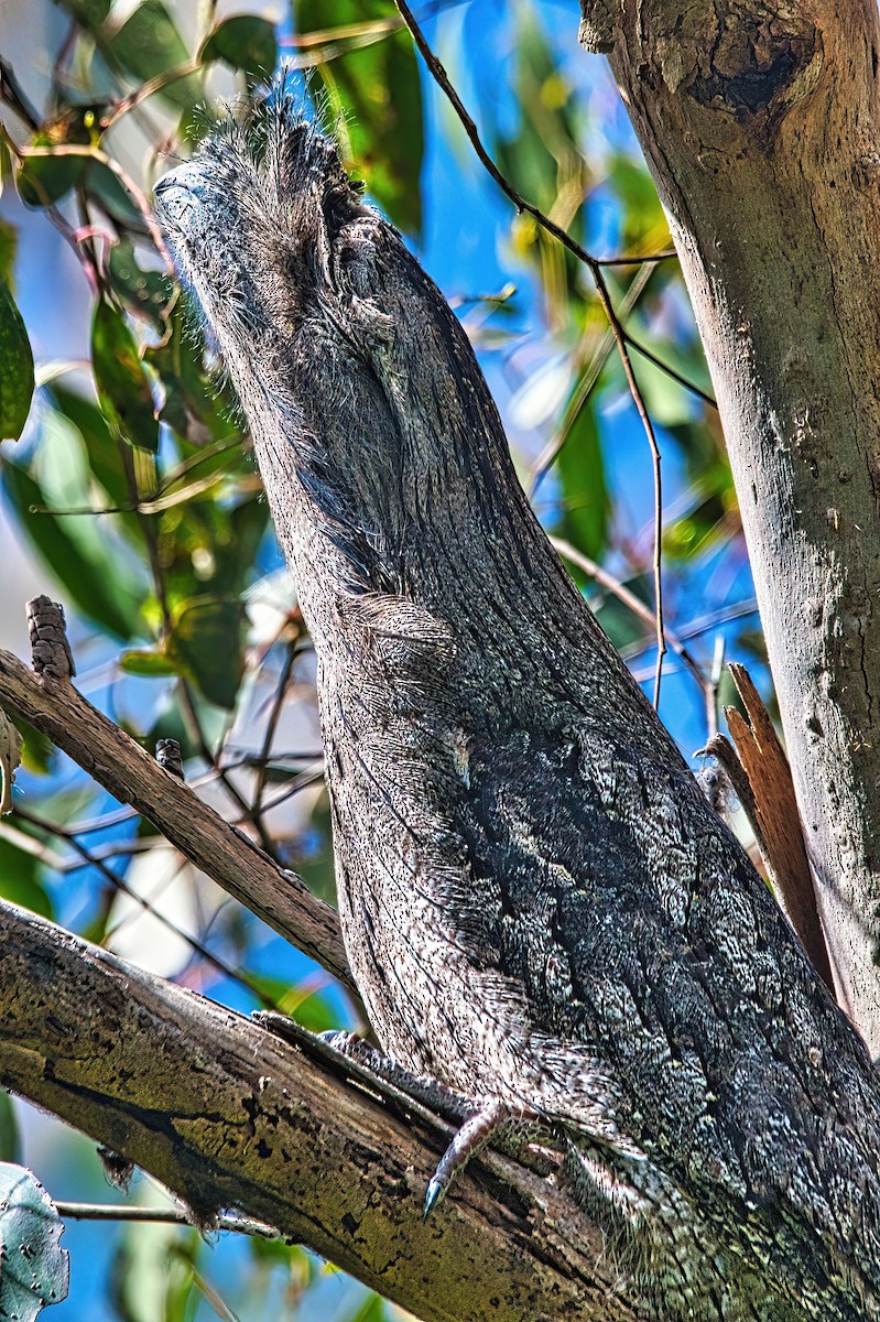 Tawny Frogmouth - ML606487771