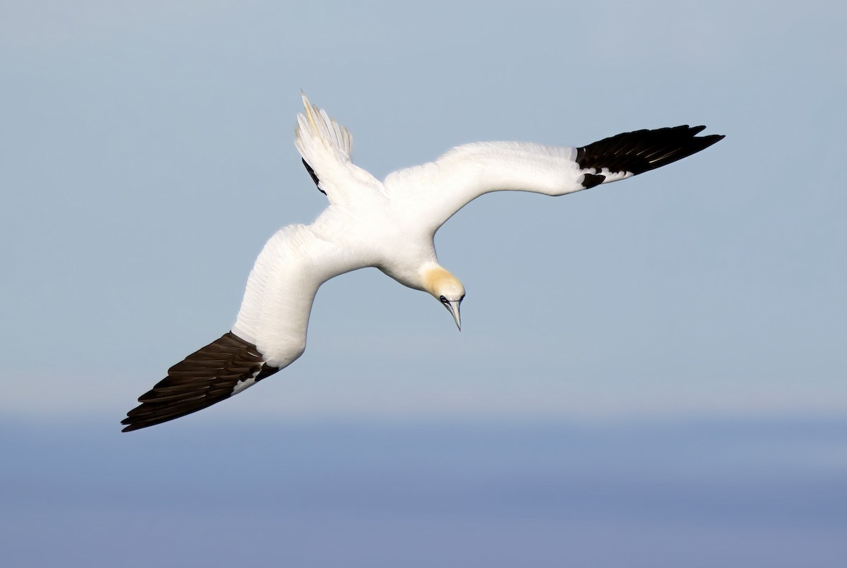 Northern Gannet - Marie-Josee D'Amour