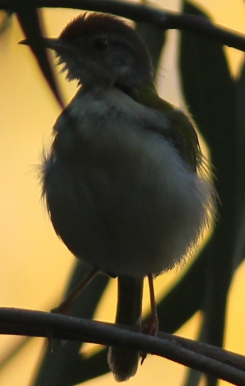 Common Tailorbird - ML60648841