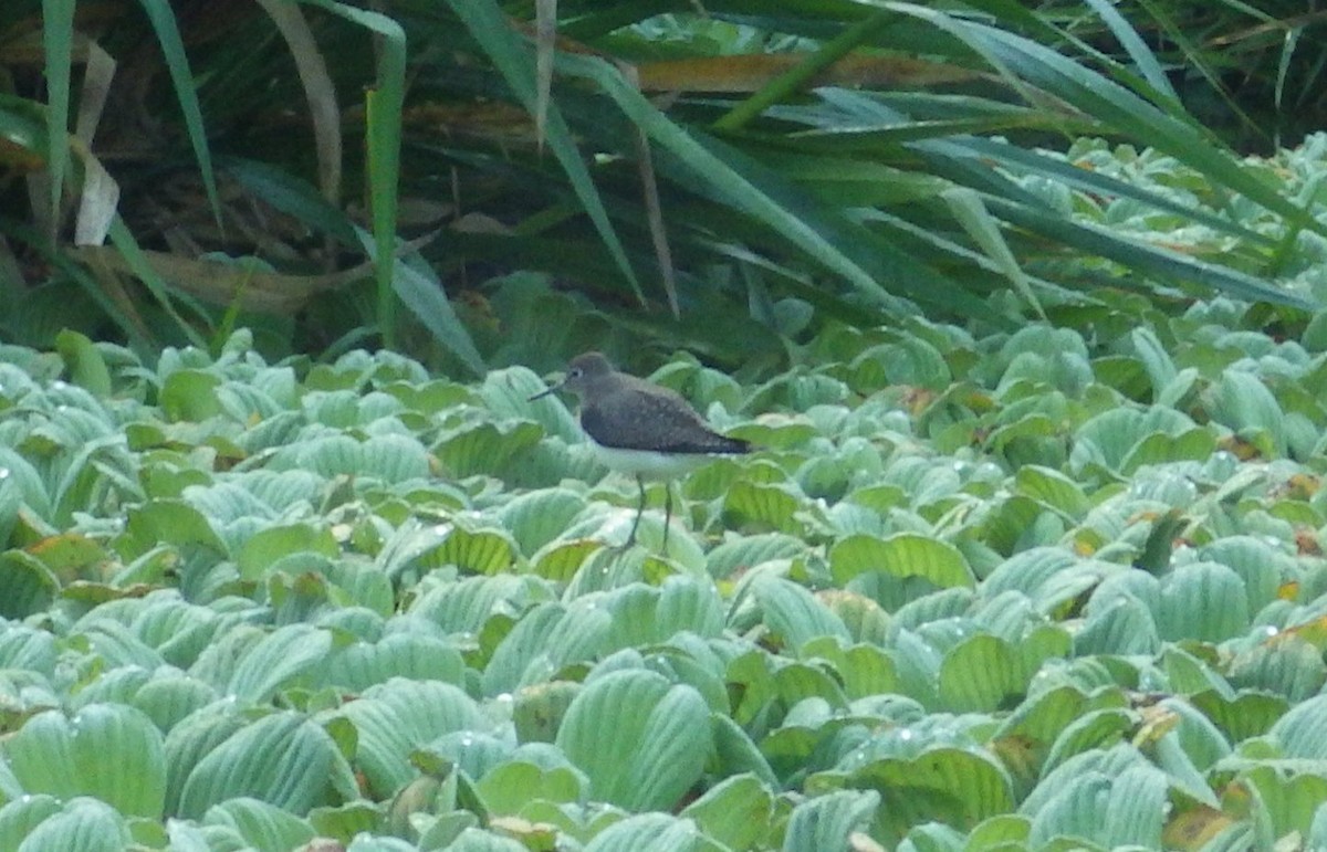 Solitary Sandpiper - ML606488591