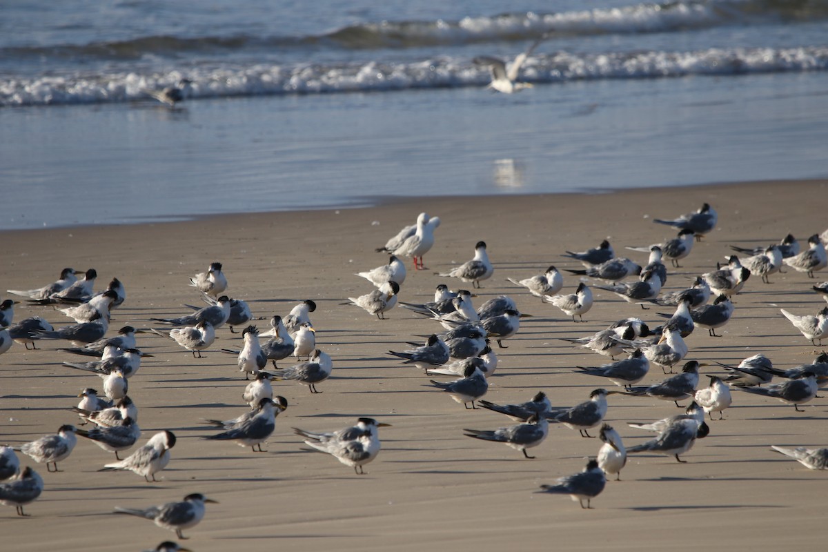 Great Crested Tern - ML606488881