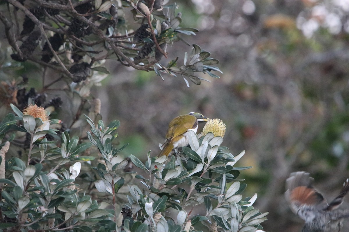 Blue-faced Honeyeater - ML606489081