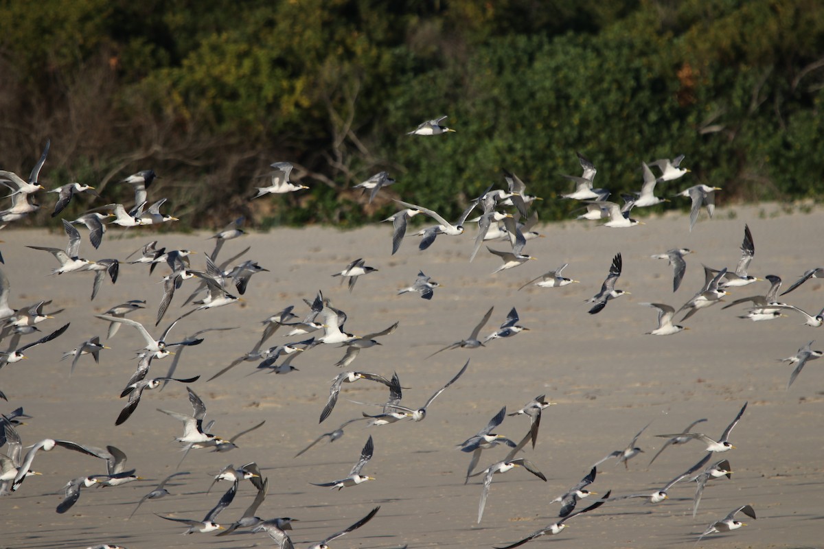 Great Crested Tern - Vikki Pentecost