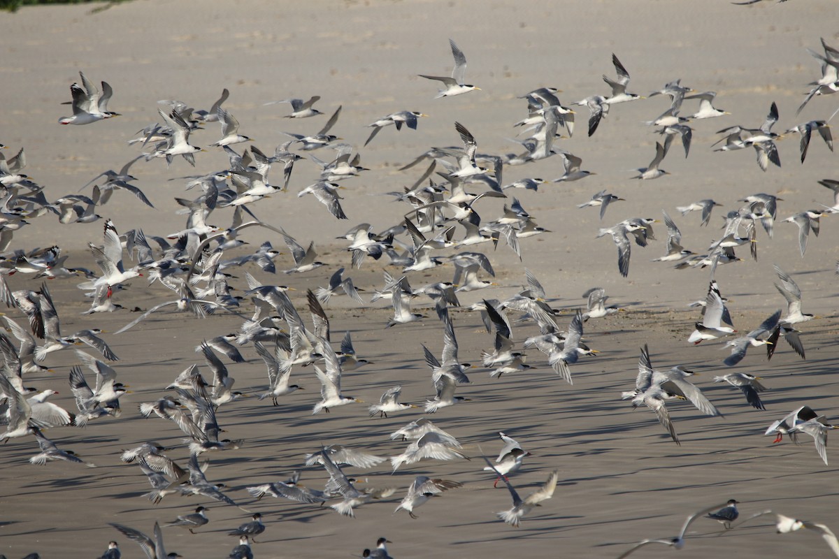 Great Crested Tern - ML606489311