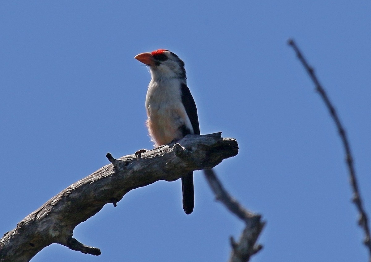 Black-backed Barbet - Kenneth Trease