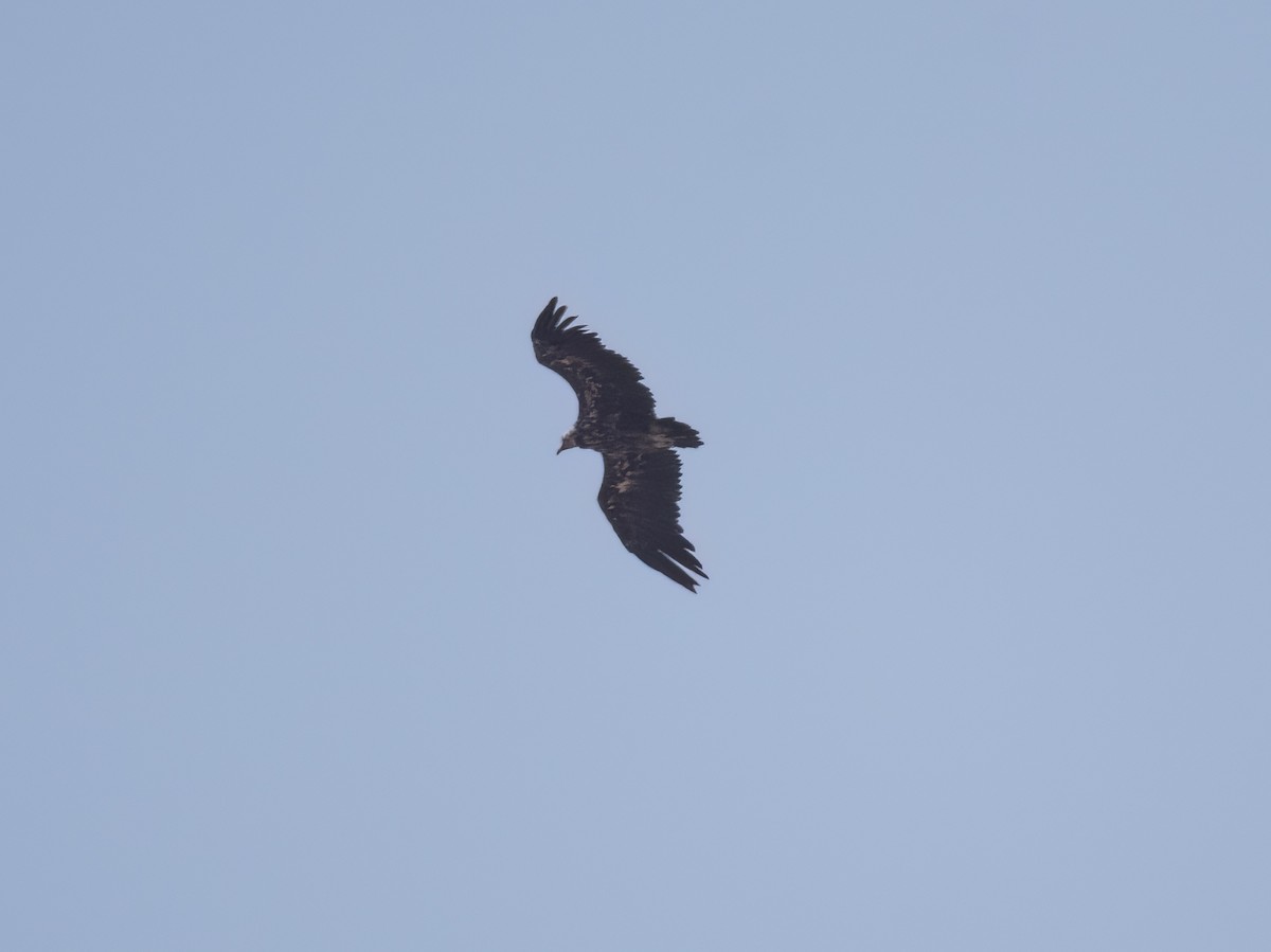 Cinereous Vulture - Kuzey Isik