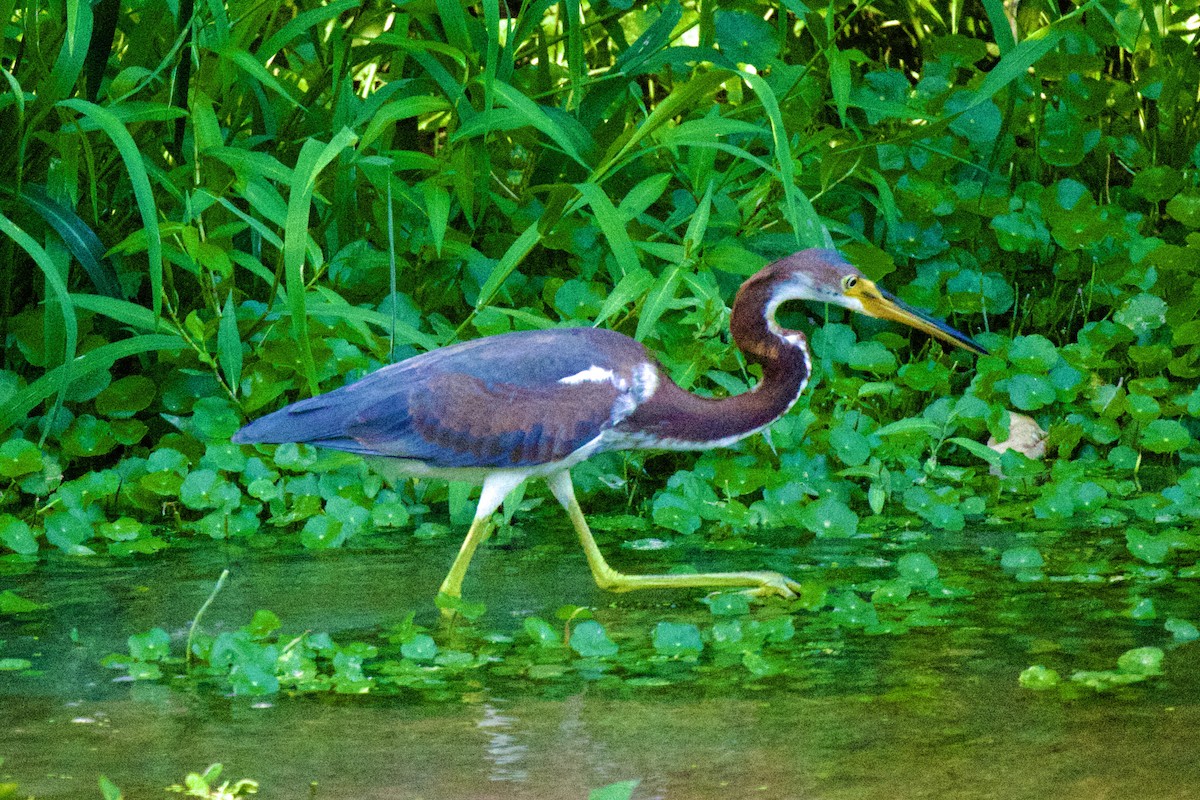 Tricolored Heron - ML606491571