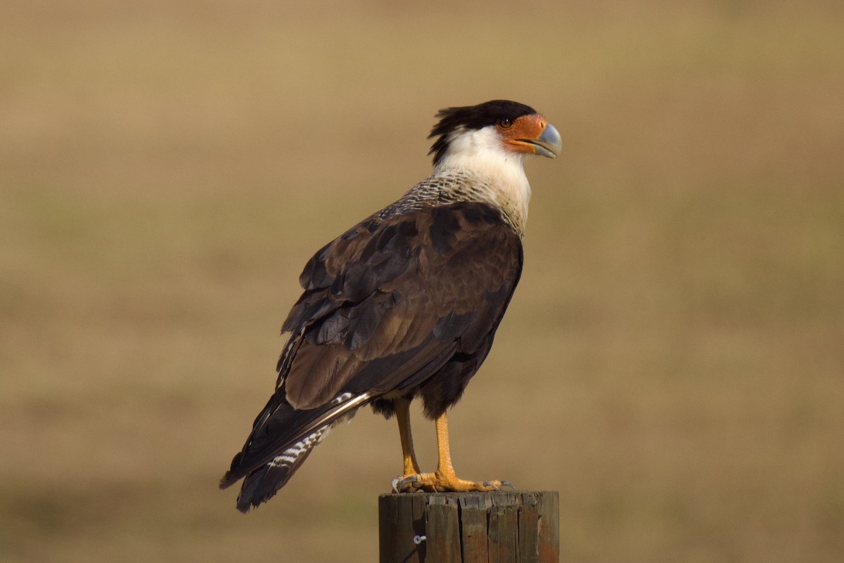 Crested Caracara (Northern) - ML606491771