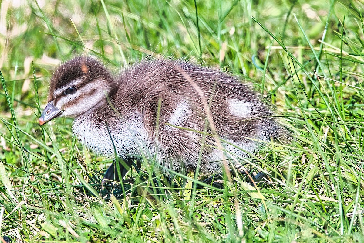 Canard à crinière - ML606492251